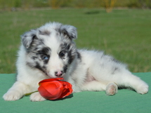 puppies