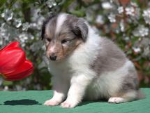 puppies