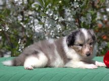 puppies