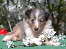 puppies