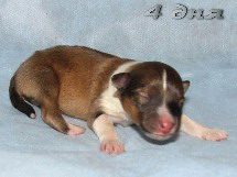 puppies
