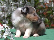 puppies