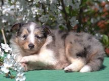 puppies