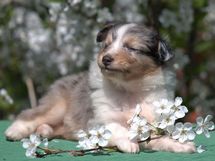 puppies