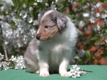 puppies
