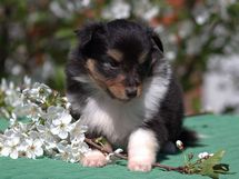 puppies