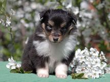 puppies