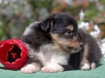 puppies