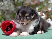puppies