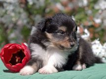 puppies