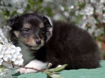 puppies
