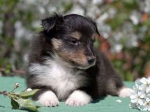 puppies