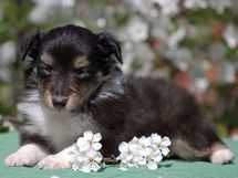 puppies