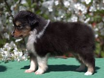 puppies