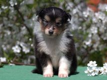 puppies