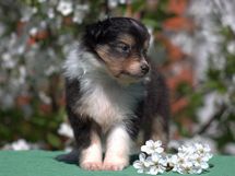 puppies