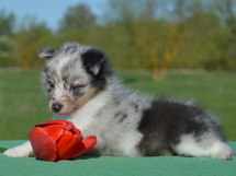 puppies