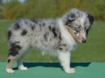 puppies