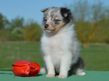 puppies