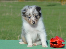 puppies