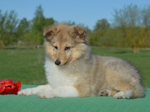 puppies