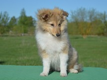 puppies