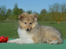 puppies