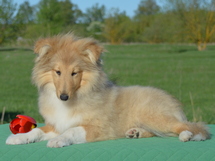 puppies