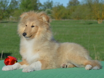 puppies