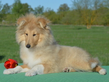 puppies