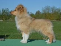 puppies