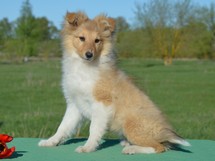 puppies