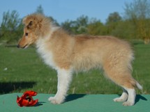 puppies