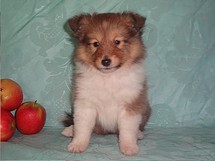 puppies