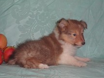 puppies
