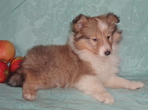 puppies