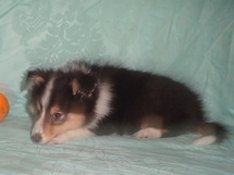 puppies
