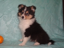 puppies