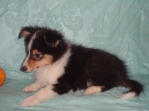 puppies