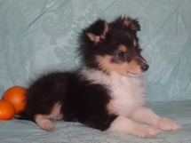 puppies