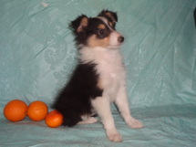 puppies