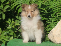 puppies