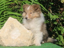 puppies