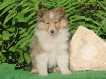 puppies