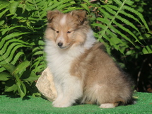 puppies
