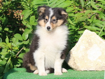 puppies