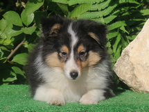 puppies
