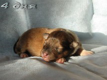 puppies