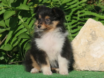 puppies