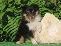 puppies
